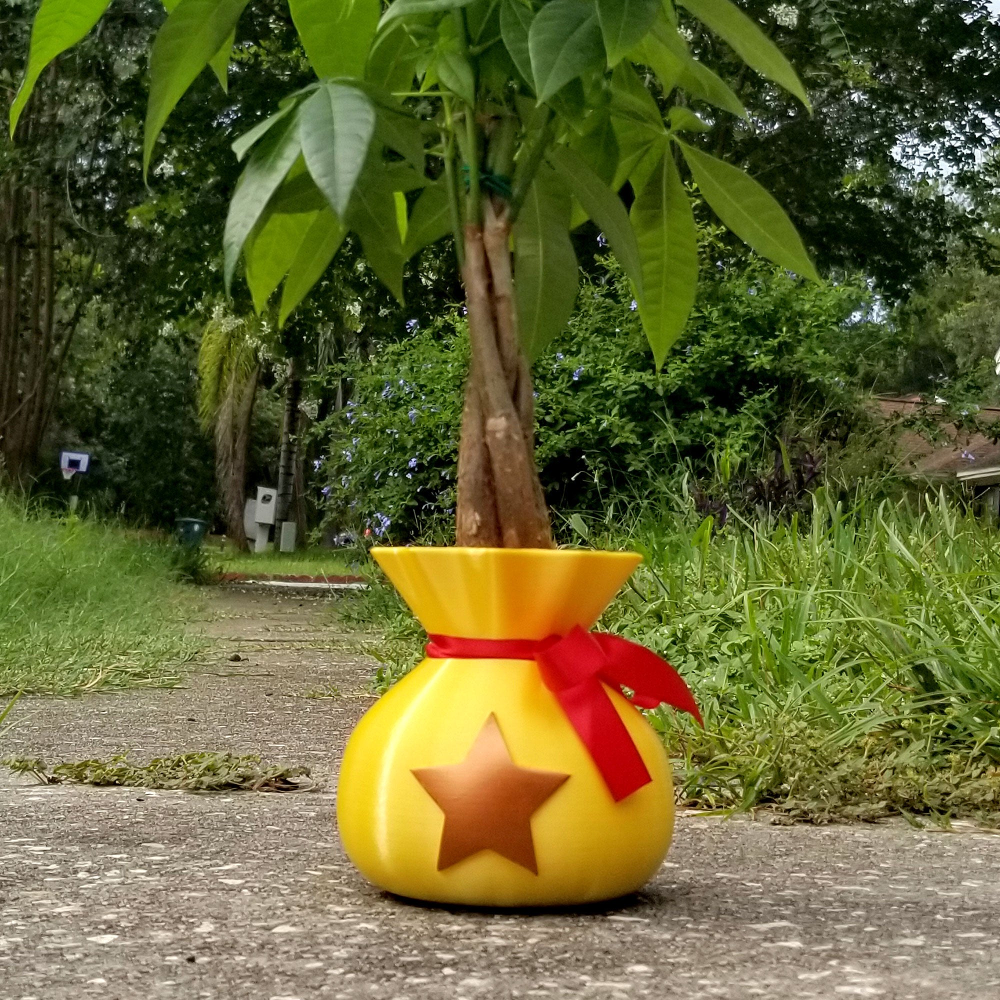Large Star Pot